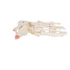 Squelette du pied avec moignon tibia et fibula (p&eacute;ron&eacute;), montage &eacute;lastique, c&ocirc;t&eacute;, 1019358 [A31/1], Mod&egrave;les de squelettes des membres inf&eacute;rieurs (Small)