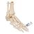 Squelette du pied avec moignon tibia et fibula (péroné), sur fil de fer, côté - 3B Smart Anatomy, 1019357 [A31], Modèles de squelettes des membres inférieurs (Small)