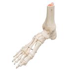 Squelette du pied avec moignon tibia et fibula (p&eacute;ron&eacute;), sur fil de fer, c&ocirc;t&eacute;, 1019357 [A31], Mod&egrave;les de squelettes des membres inf&eacute;rieurs (Small)