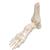 Squelette du pied avec moignon tibia et fibula (péroné), sur fil de fer, côté - 3B Smart Anatomy, 1019357 [A31], Modèles de squelettes des membres inférieurs (Small)