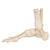 Scheletro del piede con parte della tibia e del perone, su filo metallico - 3B Smart Anatomy, 1019357 [A31], Modelli di scheletro del piede e della gamba (Small)