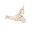 Human Foot & Ankle Skeleton, Wire Mounted, 1019357 [A31], Leg and Foot Skeleton Models (Small)