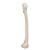Femore - 3B Smart Anatomy, 1019360 [A35/1], Modelli di scheletro del piede e della gamba (Small)