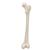 Модель бедренной кости - 3B Smart Anatomy, 1019360 [A35/1], Модели скелета ноги и стопы (Small)