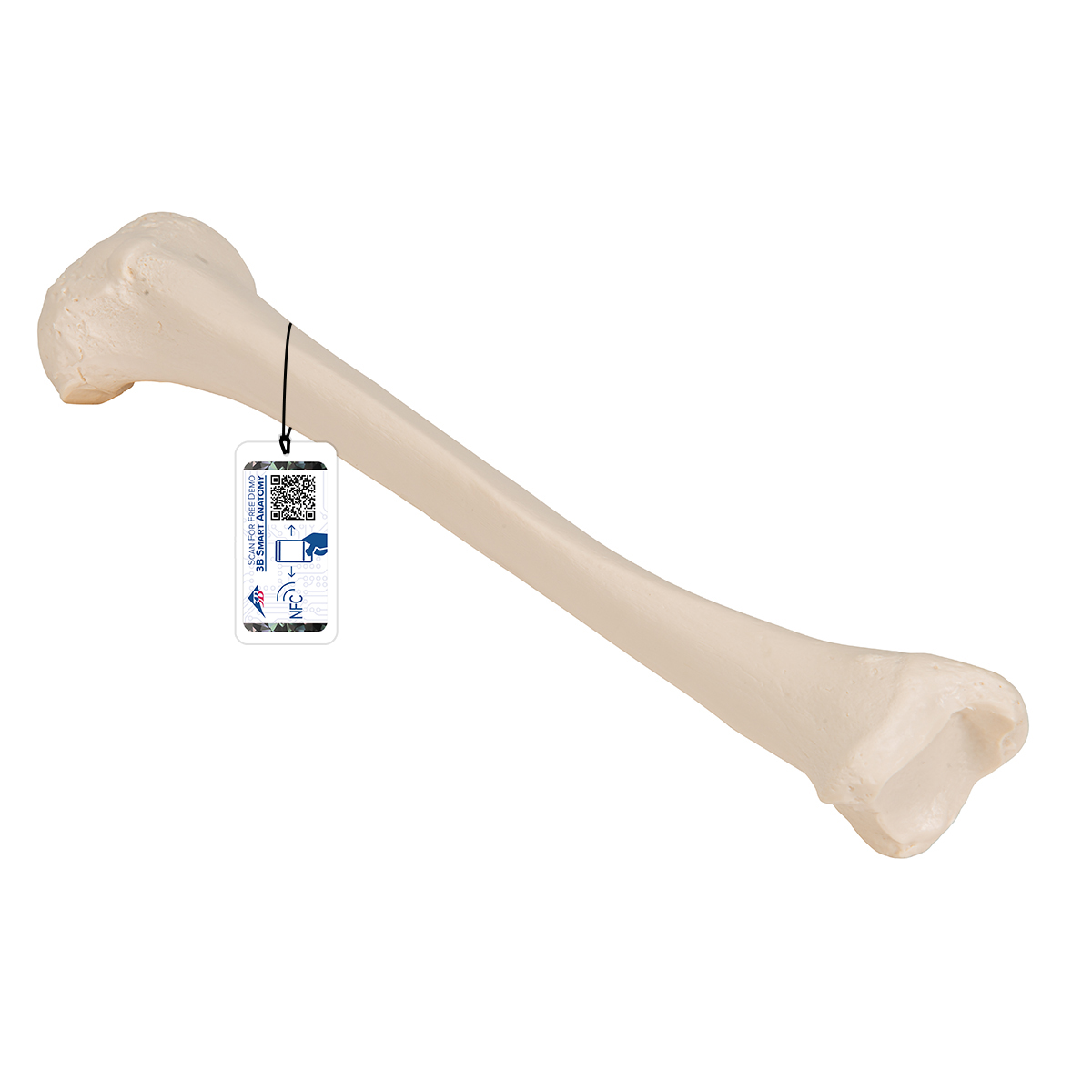 FlexBone Training Model - Tibia Bone