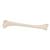 胫骨 - 3B Smart Anatomy, 1019363 [A35/3], 腿和脚骨骼模型 (Small)