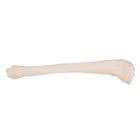 Tibia, 1019363 [A35/3], Mod&egrave;les de squelettes des membres inf&eacute;rieurs (Small)