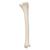 Human Tibia Model- 3B Smart Anatomy, 1019363 [A35/3], Leg and Foot Skeleton Models (Small)