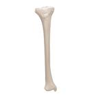 Tibia, 1019363 [A35/3], Mod&egrave;les de squelettes des membres inf&eacute;rieurs (Small)