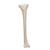 胫骨 - 3B Smart Anatomy, 1019363 [A35/3], 腿和脚骨骼模型 (Small)