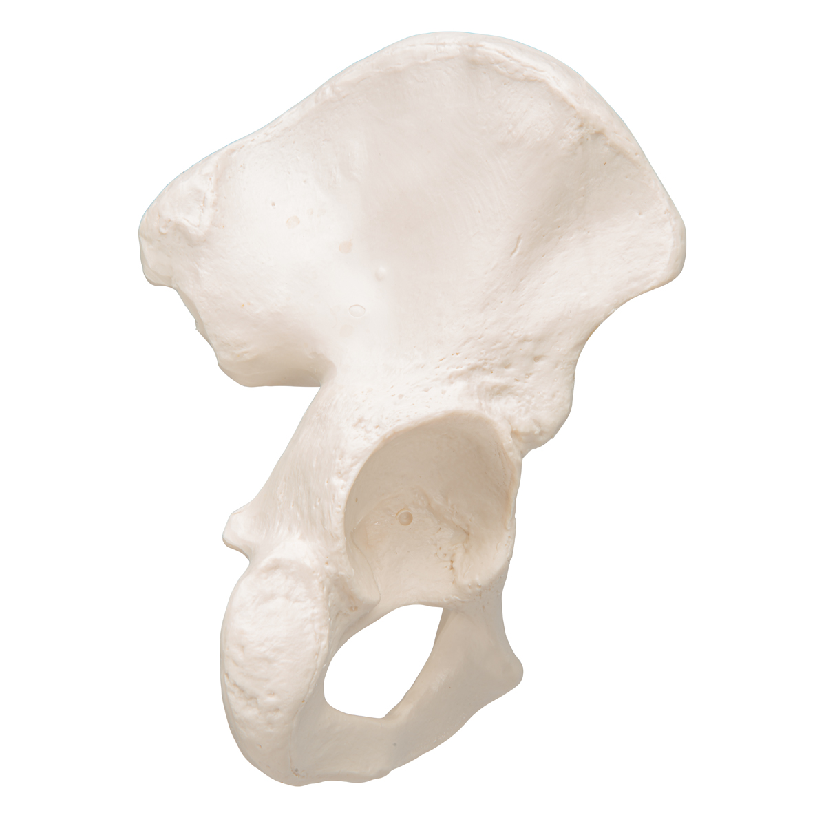 Hüftbein Knochen Modell - 3B Smart Anatomy - 1019365 - A35/5 - Fuß- und  Beinskelett Modelle - 3B Scientific