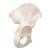 Human Hip Bone Model - 3B Smart Anatomy, 1019365 [A35/5], Leg and Foot Skeleton Models (Small)