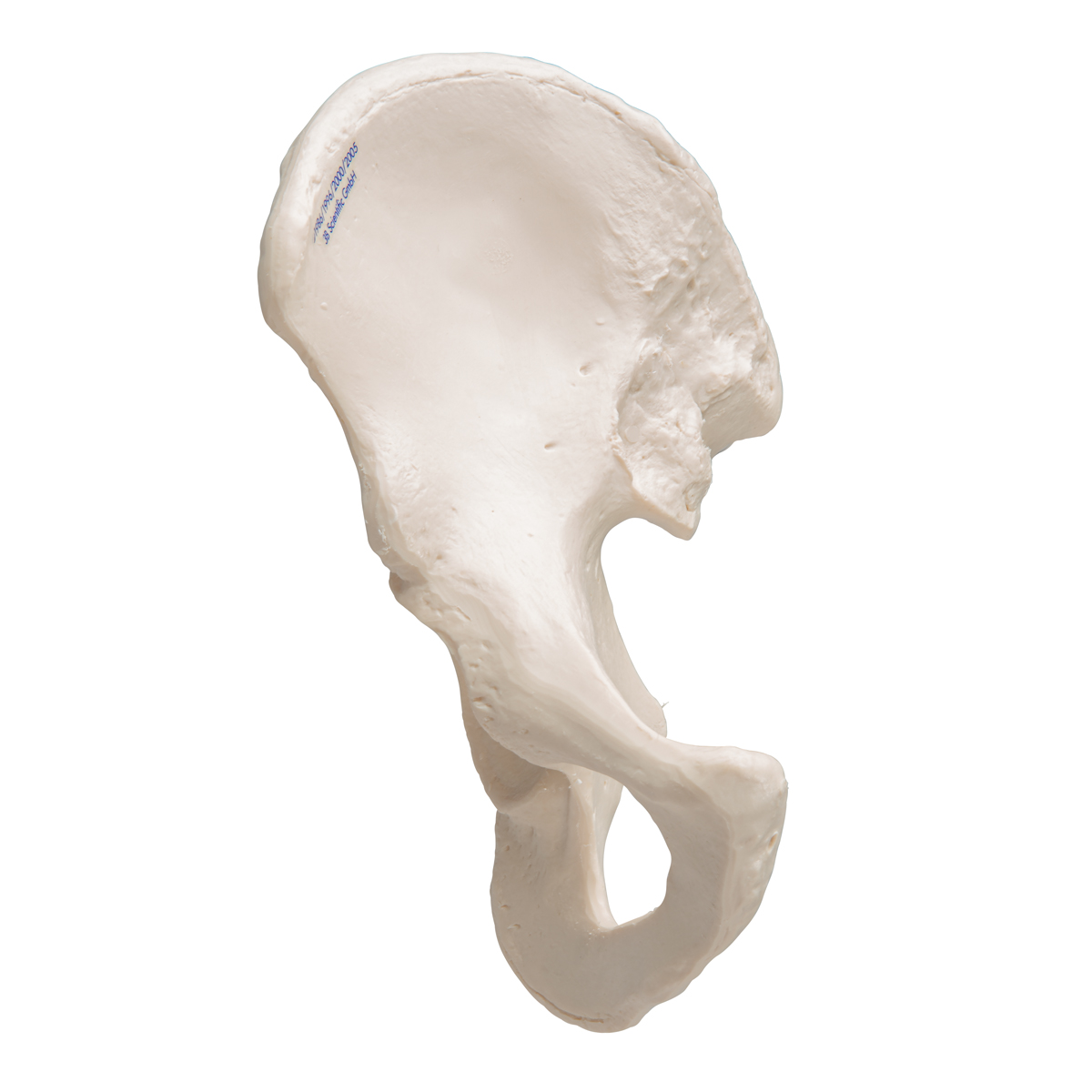 Human Hip Bone Model - 3B Smart Anatomy - 1019365 - 3B Scientific - A35