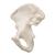 Hüftbein Knochen Modell - 3B Smart Anatomy, 1019365 [A35/5], Fuß- und Beinskelett Modelle (Small)