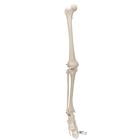 Esqueleto da perna, 1019359 [A35], Modelos de esqueletos da perna e pé