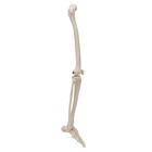 Beinskelett Modell mit Fu&szlig;, 1019359 [A35], Fu&szlig;- und Beinskelett Modelle (Small)