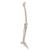 腿骨胳 - 3B Smart Anatomy, 1019359 [A35], 腿和脚骨骼模型 (Small)