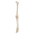 Human Skeleton of Leg with Foot, Wire Mounted, 1019359 [A35], Leg and Foot Skeleton Models (Small)