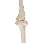 Human Skeleton of Leg with Foot, Wire Mounted, 1019359 [A35], Leg and Foot Skeleton Models (Small)