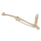 Squelette de jambe avec pied, 1019359 [A35], Mod&egrave;les de squelettes des membres inf&eacute;rieurs (Small)