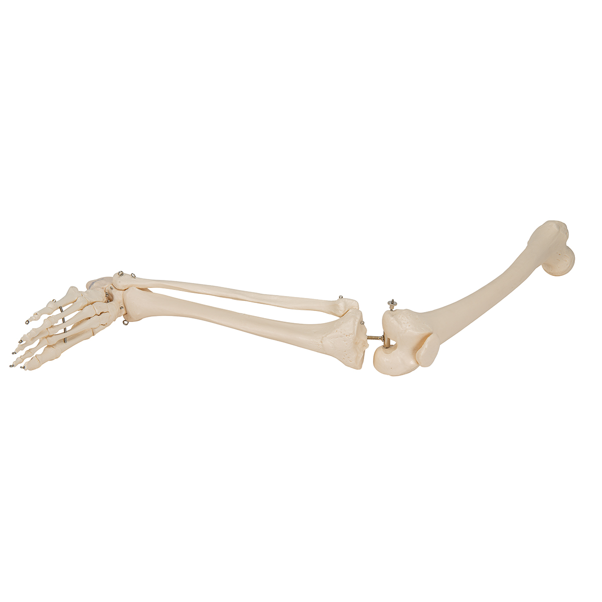 腿骨胳- 3B Smart Anatomy - 1019359 - A35 - 腿和脚骨骼模型- 3B