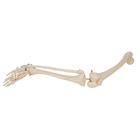 Human Skeleton of Leg with Foot, Wire Mounted, 1019359 [A35], Leg and Foot Skeleton Models (Small)