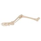 Human Skeleton of Leg with Foot, Wire Mounted, 1019359 [A35], Leg and Foot Skeleton Models (Small)