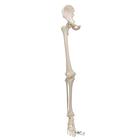 Scheletro della gamba con osso iliaco - 3B Smart Anatomy, 1019366 [A36], Modelli di scheletro del piede e della gamba
