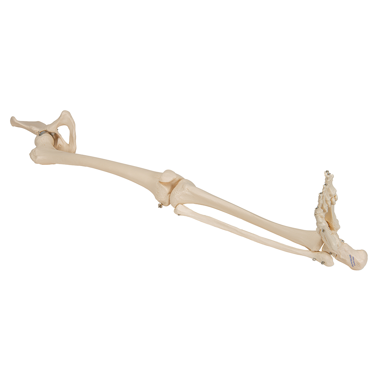 for Study Display Teaching Medical Model Anatomically Human Being Leg Skeleton Hip Bone Model Leg Bone Model Removable Hip Joint and Fully Articulated Foot 