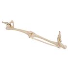 Human Leg Skeleton Model with Hip Bone, 1019366 [A36], Leg and Foot Skeleton Models (Small)