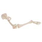 Human Leg Skeleton Model with Hip Bone, 1019366 [A36], Leg and Foot Skeleton Models (Small)