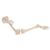 관골 포함한 다리 골격 모형
Leg Skeleton with hip bone, 1019366 [A36], 다리 및 발 골격 모형 (Small)