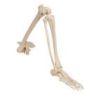 Human Leg Skeleton Model with Hip Bone, 1019366 [A36], Leg and Foot Skeleton Models (Small)