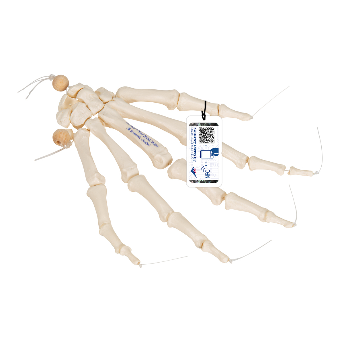 3B Scientific Halbskelett Anatomiemodell Mit 3B Smart Anatomy App – Ideal Für Medizinstudenten & Schulen