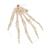 Esqueleto da Mão acordoados em nylon, 1019368 [A40/2], Modelos de esqueletos do braço e mão (Small)