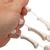 Scheletro della mano su filo di nylon, non fisso - 3B Smart Anatomy, 1019368 [A40/2], Modelli di scheletro della mano e del braccio (Small)