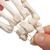 Esqueleto de la Mano ensartada en forma suelta con un nylon - 3B Smart Anatomy, 1019368 [A40/2], Modelos de esqueleto de brazo y mano (Small)