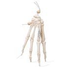 Squelette de la main sur fil de nylon, 1019368 [A40/2], Squelettes des membres sup&eacute;rieurs (Small)