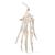 Esqueleto da Mão acordoados em nylon, 1019368 [A40/2], Modelos de esqueletos do braço e mão (Small)