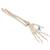 Human Hand Skeleton Model with Ulna & Radius, Elastic Mounted String - 3B Smart Anatomy, 1019369 [A40/3], Arm and Hand Skeleton Models (Small)