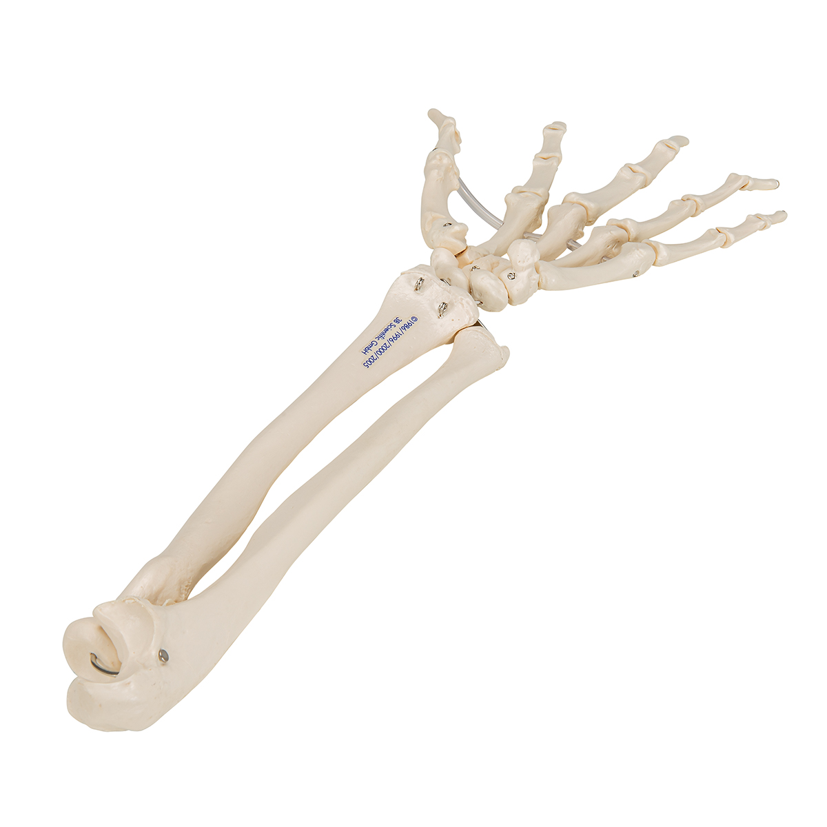 Vue dorsale du squelette de la main droite (Archives Larousse). La
