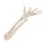 Squelette de la main avec radius et ulna (cubitus), montage articulé et élastique - 3B Smart Anatomy, 1019369 [A40/3], Squelettes des membres supérieurs (Small)