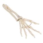 Squelette de la main avec radius et ulna (cubitus), montage articul&eacute; et &eacute;lastique, 1019369 [A40/3], Squelettes des membres sup&eacute;rieurs (Small)
