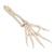 手骨骼，带有部分尺骨和桡骨，灵活移动连接 - 3B Smart Anatomy, 1019369 [A40/3], 胳膊和手骨骼模型 (Small)