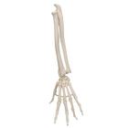 Squelette de la main avec radius et ulna (cubitus), montage articul&eacute; et &eacute;lastique, 1019369 [A40/3], Squelettes des membres sup&eacute;rieurs (Small)
