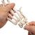 Esqueleto de la mano con partes de ulna y radio, ensartado flexiblemente - 3B Smart Anatomy, 1019369 [A40/3], Modelos de esqueleto de brazo y mano (Small)