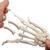 手骨骼，带有部分尺骨和桡骨，灵活移动连接 - 3B Smart Anatomy, 1019369 [A40/3], 胳膊和手骨骼模型 (Small)