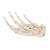 手骨骼，不锈钢丝紧连 - 3B Smart Anatomy, 1019367 [A40], 胳膊和手骨骼模型 (Small)
