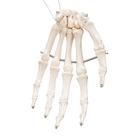 Human Hand Skeleton Model, Wire Mounted, 1019367 [A40], Arm and Hand Skeleton Models (Small)