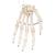 手骨骼，不锈钢丝紧连 - 3B Smart Anatomy, 1019367 [A40], 胳膊和手骨骼模型 (Small)